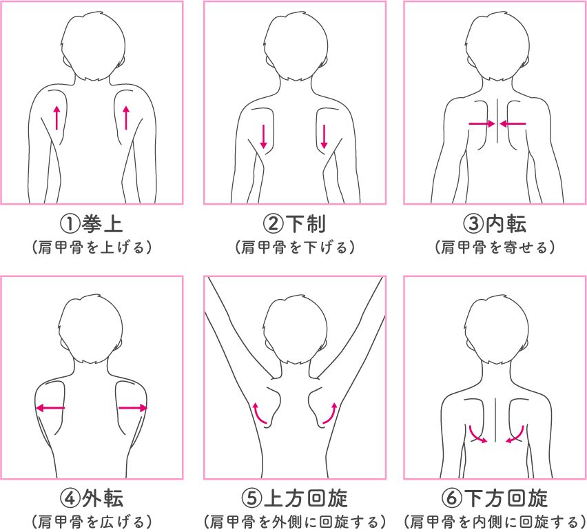 ①拳上(肩甲骨を上げる)②下制(肩甲骨を下げる)③内転(肩甲骨を寄せる)④外転(肩甲骨を広げる)⑤上方回旋(肩甲骨を外側に回旋する)⑥下方回旋(肩甲骨を内側に回旋する)